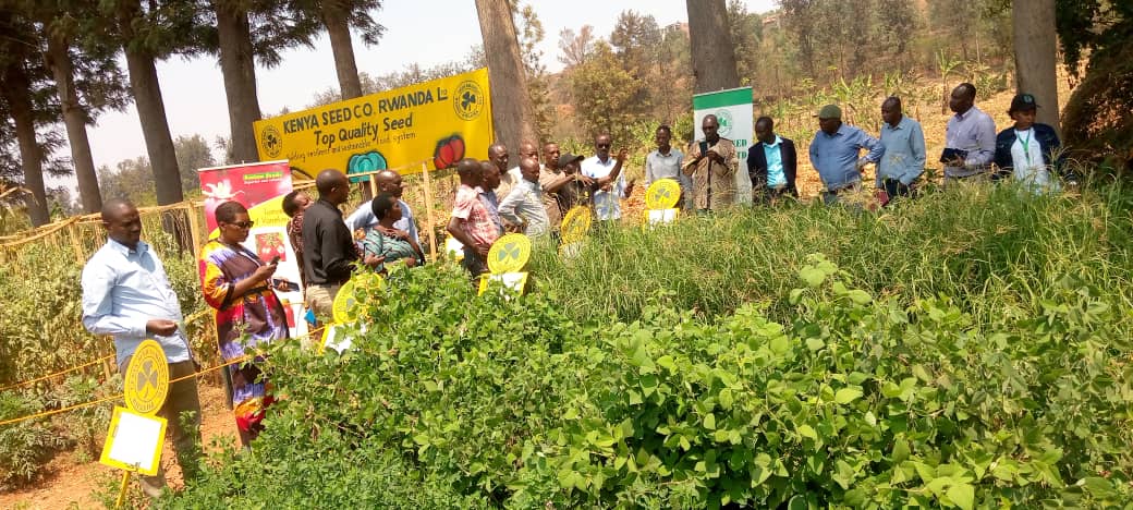 kenyan%20seed%20Company%20Rwanda