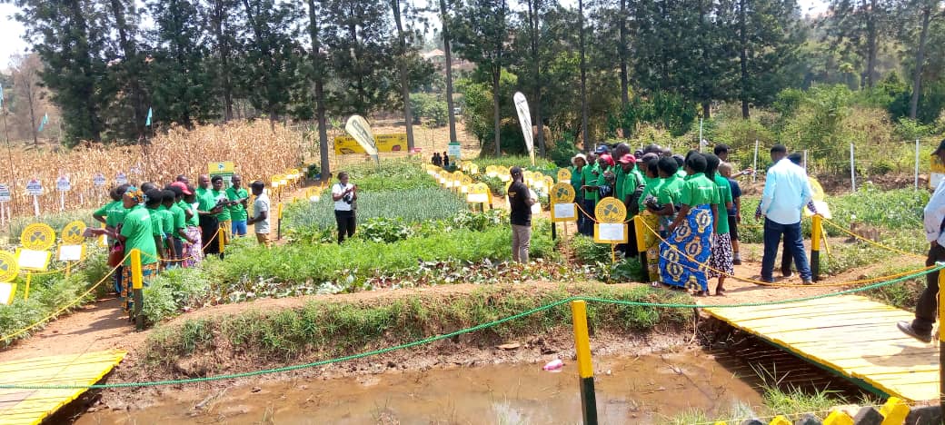 kenyan%20seed%20Company%20Rwanda